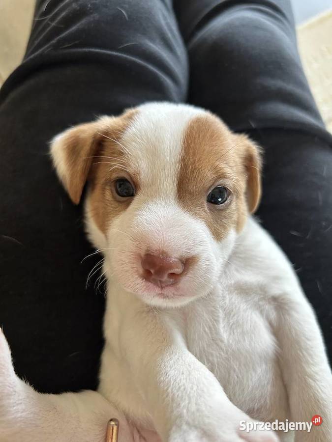 Szczenięta Parson Russell Terrier Gruszewnia sprzedam