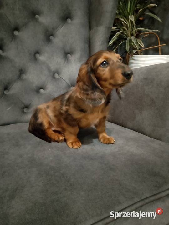 Jamnik długowłosy merle piesek Żyrardów