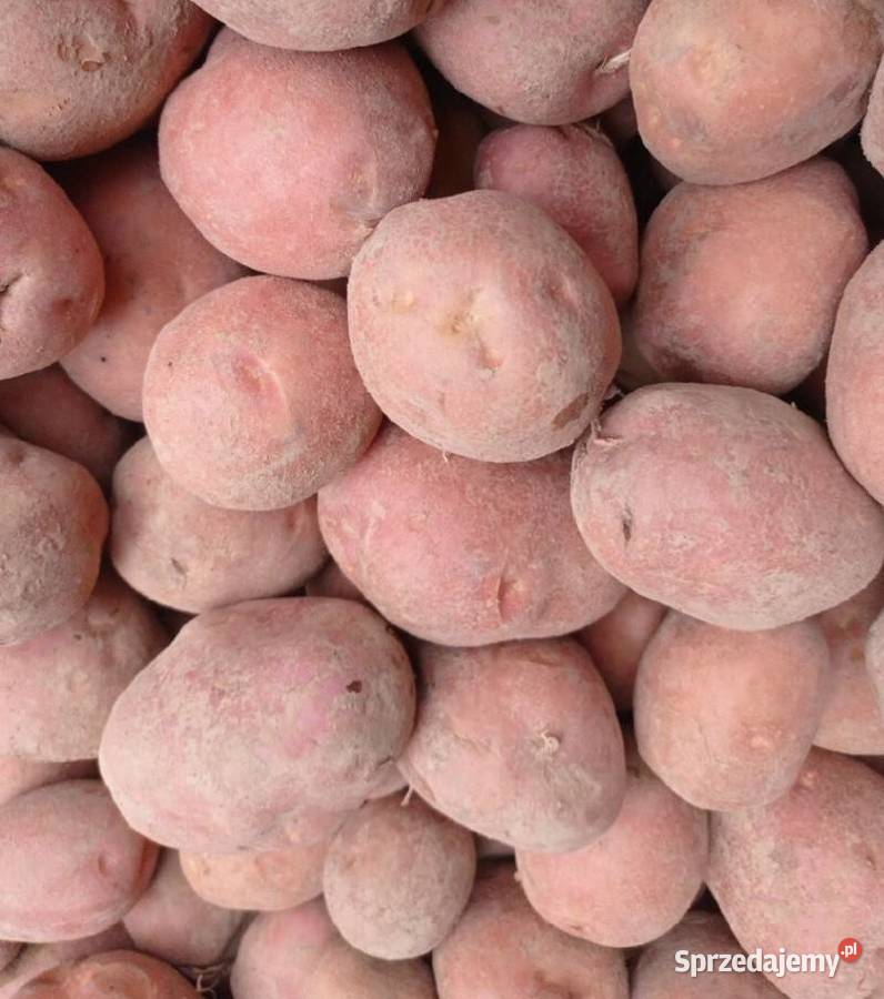 Ziemniaki Bellarosa z własnej uprawy Bielawa