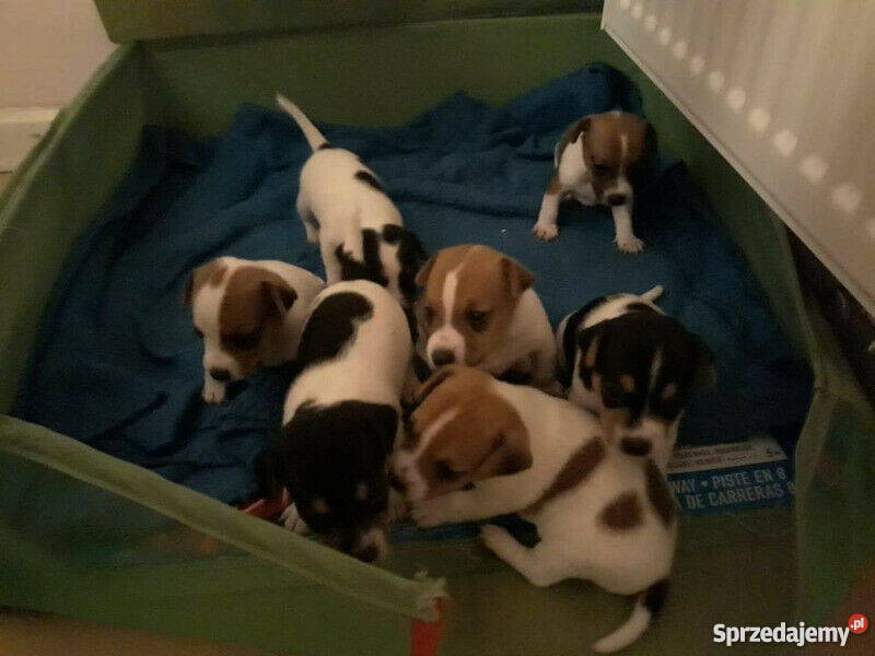 Jack Russell Terrier piękne szczeniaki Warszawa