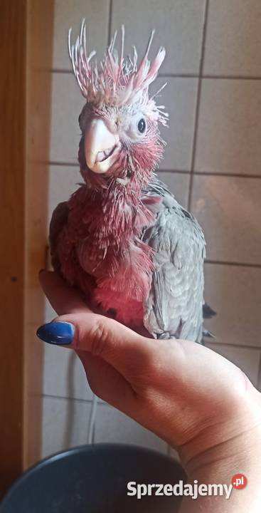Kakadu różowe para lęgowa Skokowa