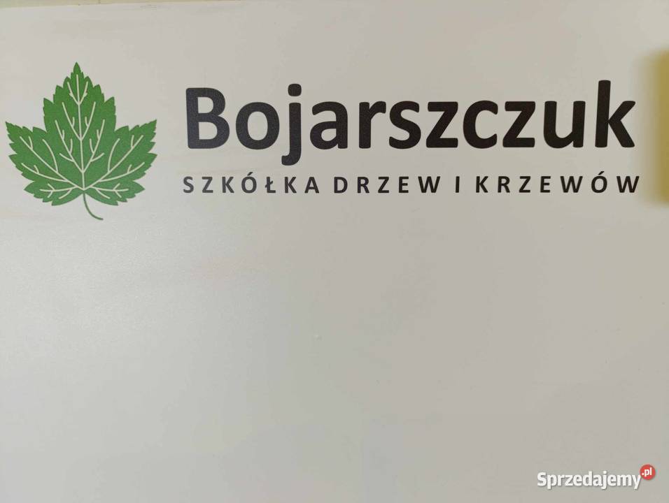 Sadzonki porzeczki czarnej czerwonej białej PA lubelskie sprzedam