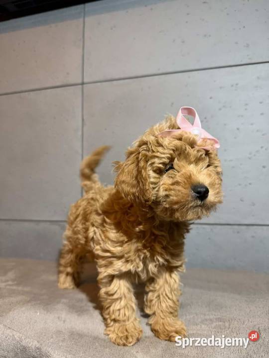 Śliczna dziewczynka pudel Toy Psy dolnośląskie Boreczek sprzedam