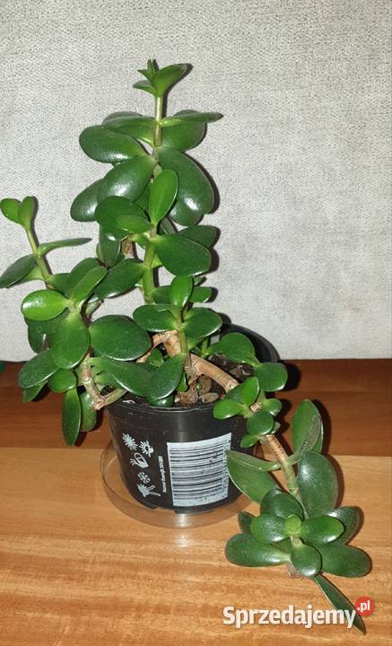 Grubosz crassula drzewko szczęścia 2 mazowieckie Warszawa