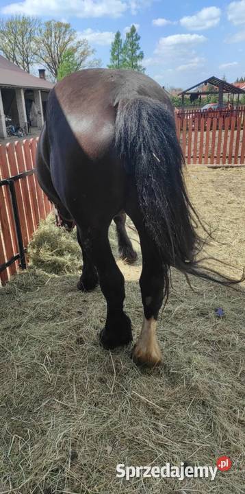 Klacz źrebna 45 letnie Majdan Sieniawski