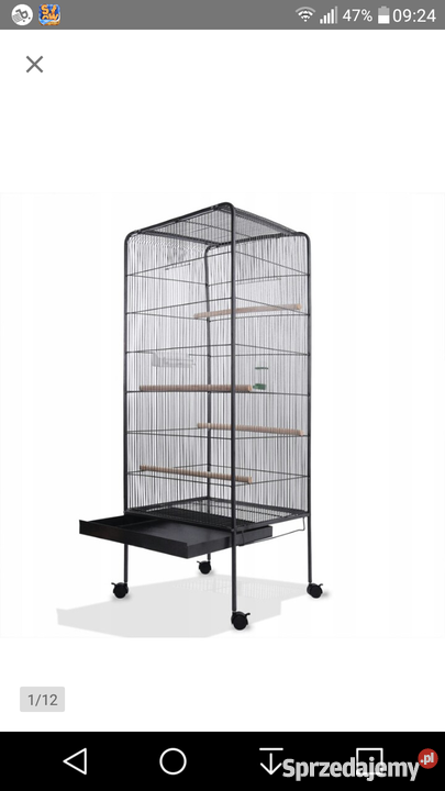 Papuga Amazonka Modrobrewa Rybnik