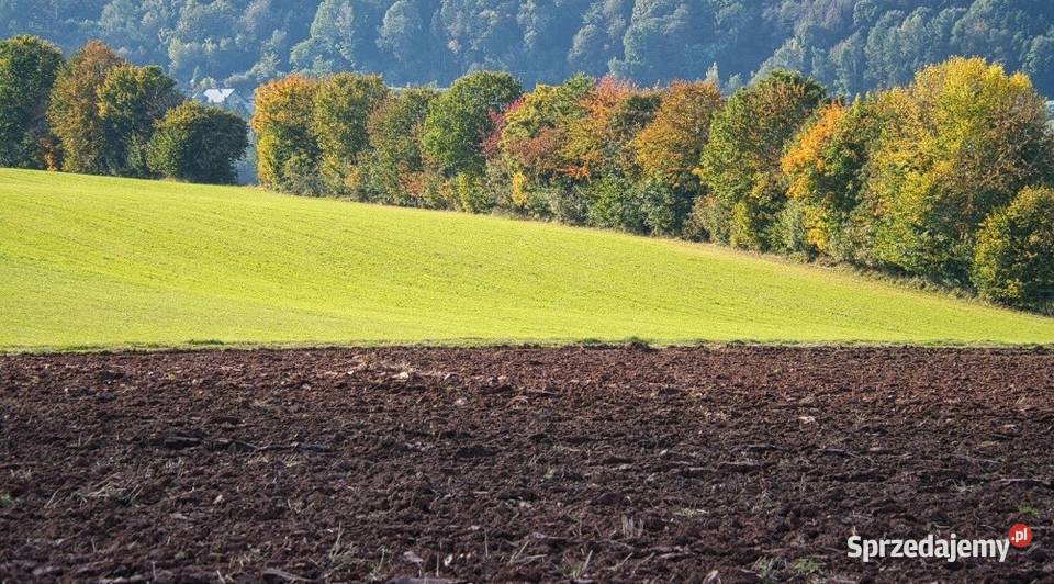 Sprzedam ziemię rolną 1m mazowieckie Trzciniec sprzedam