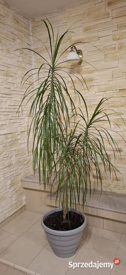Dracena roślina w doniczce Goleniów