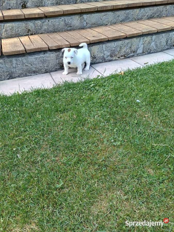 Jack Russell terrier