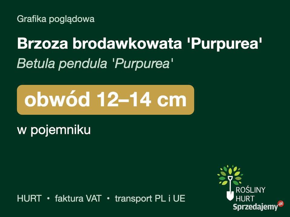 Brzoza brodawkowata Purpurea obwód 1214 w