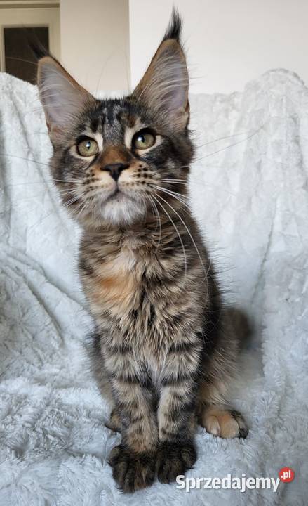 Maine Coon duże linie hodolwa FPL łódzkie Radomsko