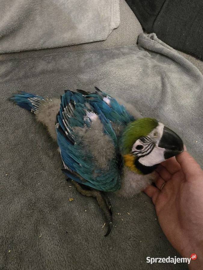 Ara ararauna Gryfino