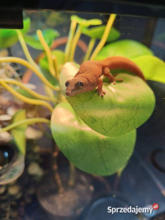 Felsuma złocista gruboogonowa Gady i płazy