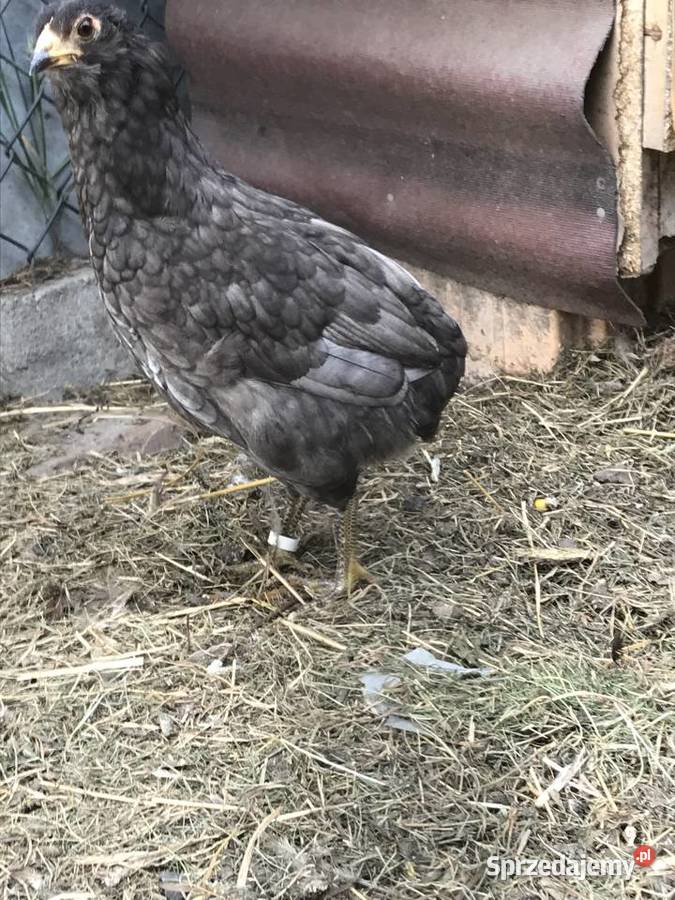 Araucany Araukany kurczaki kura kogut Sławsk