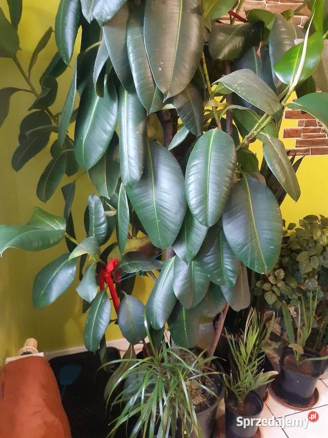 Fikus elastica Robusta 230 Poddębice