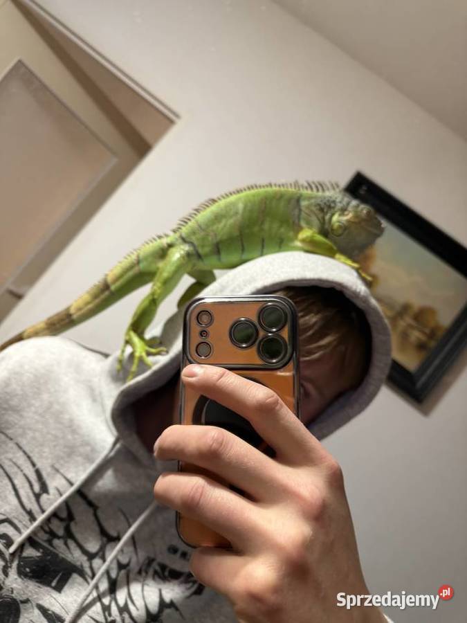 Oddam legwana zielonego i bazyliszka Wrocław sprzedam