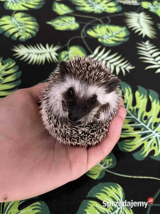 Jeż pigmejski Samczyk słodki ciekawski Makowiec