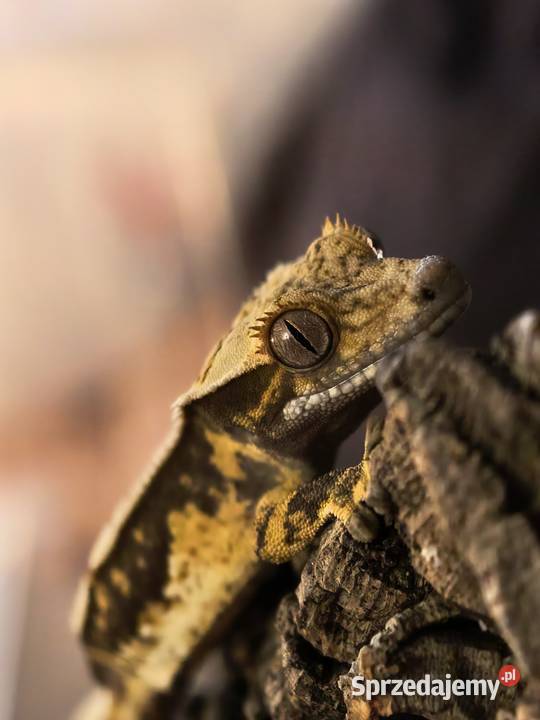 Gekon orzęsiony Wrocław sprzedam