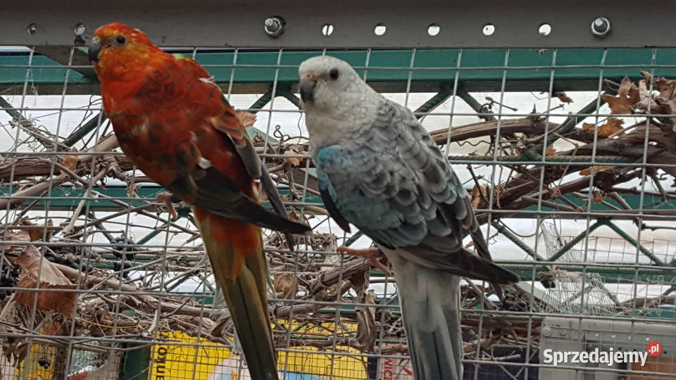 Świergotka Opal Oranż Samiec Pszczew