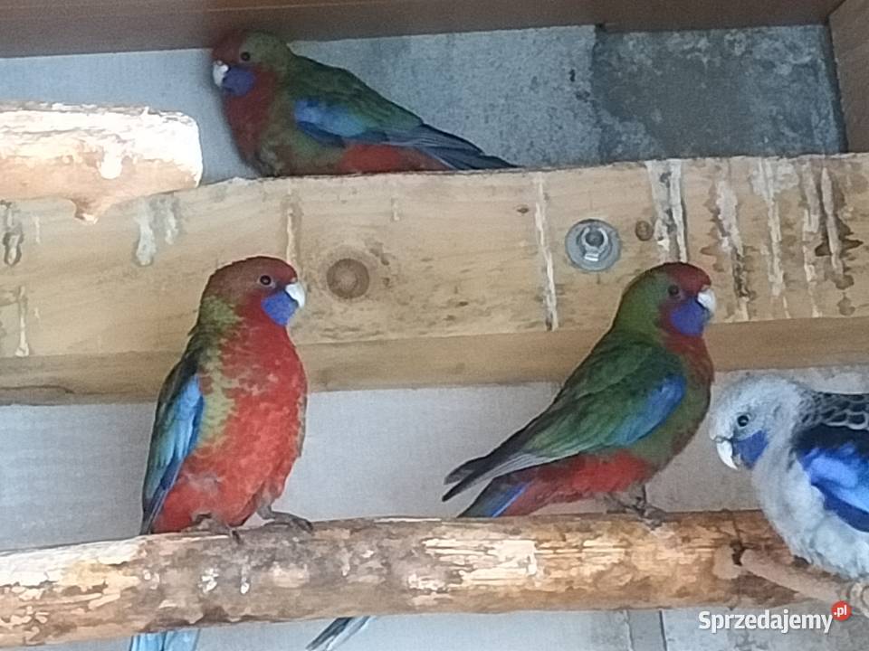 rozelle podkarpackie Krosno sprzedam