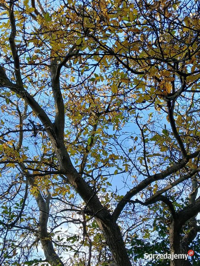 Orzechy włoskie w łupinie Kraków