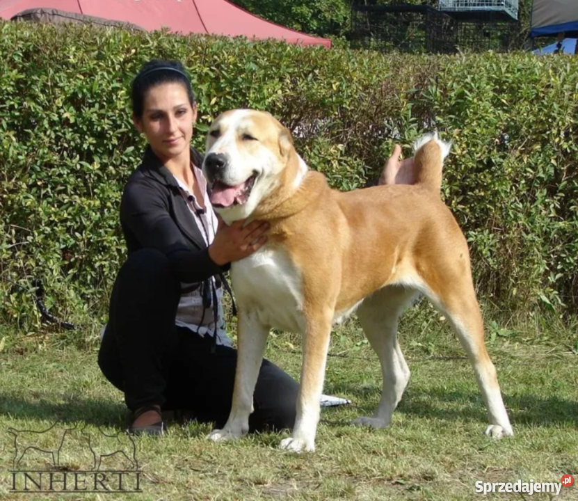 Owczarek Środkowoazjatycki FCI Suczka lubelskie Kraśnik