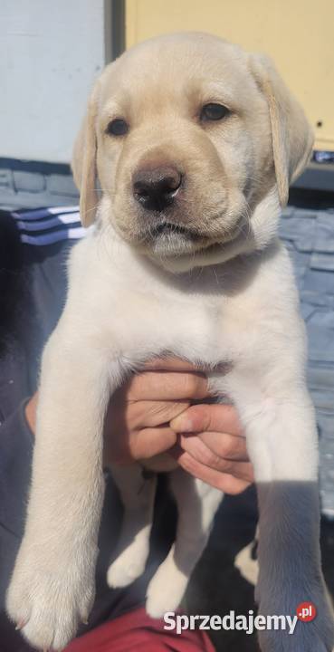 Szczeniak labrador
