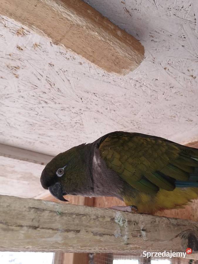 Sprzedam Konury Patagońskie Ptaki