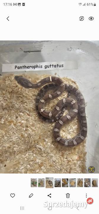 Waz zbozowy odmiany kolorystyczne mlode Koszalin