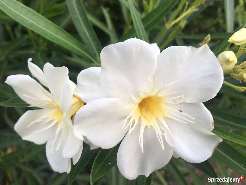 Sadzonki oleander o pachnących kwiatach na Rośliny Brzeźnica