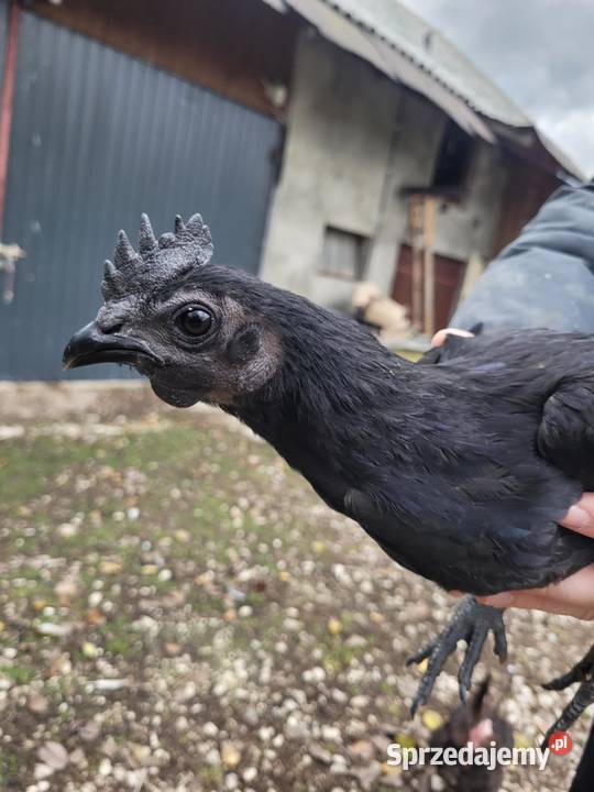 Kogut ayam cemani