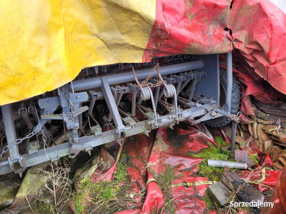 siewnik poznaniak śląskie Gliwice