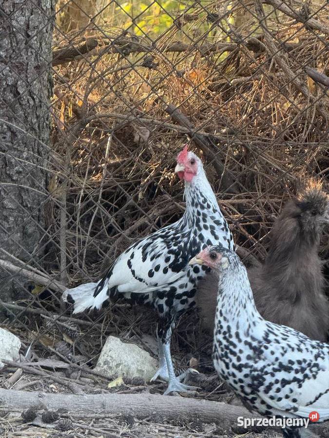 Koguty rasy Hamburg