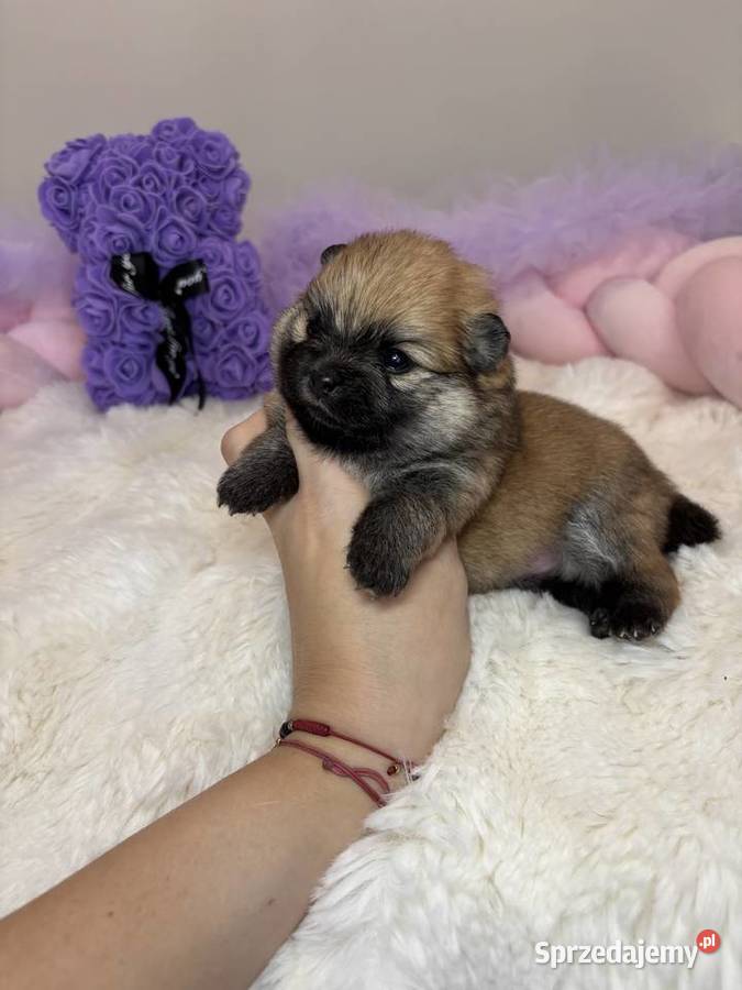 Sunia mini szpic miniaturowy pomeranian Orange łódzkie sprzedam