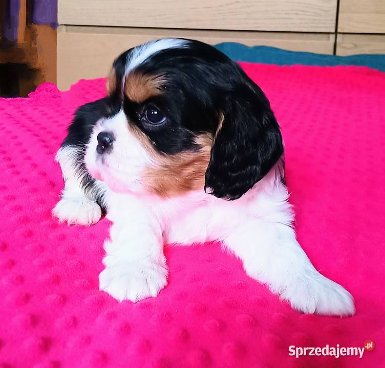 Piękny piesek Cavalier z rodowodem i wyprawką Łódź