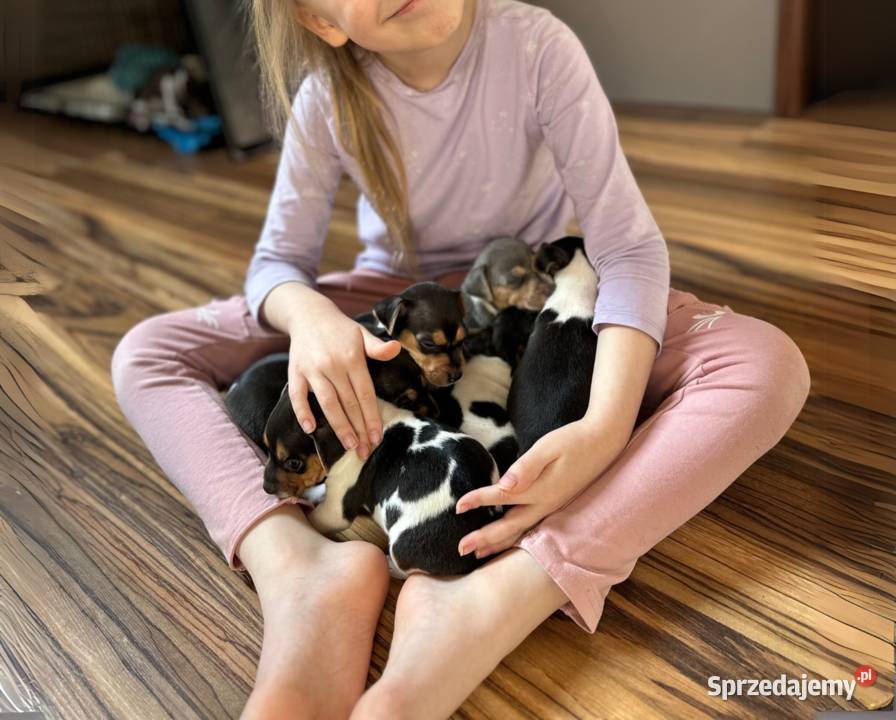 TERIER BRAZYLIJSKI szczenięta z rodowodem Ostrów Mazowiecka