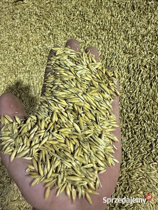 Owies jary mhr samuraj centrali Mielec