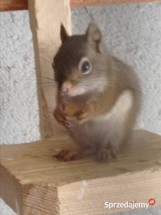 Wiewiórki hudsona Gryzonie Kobylin
