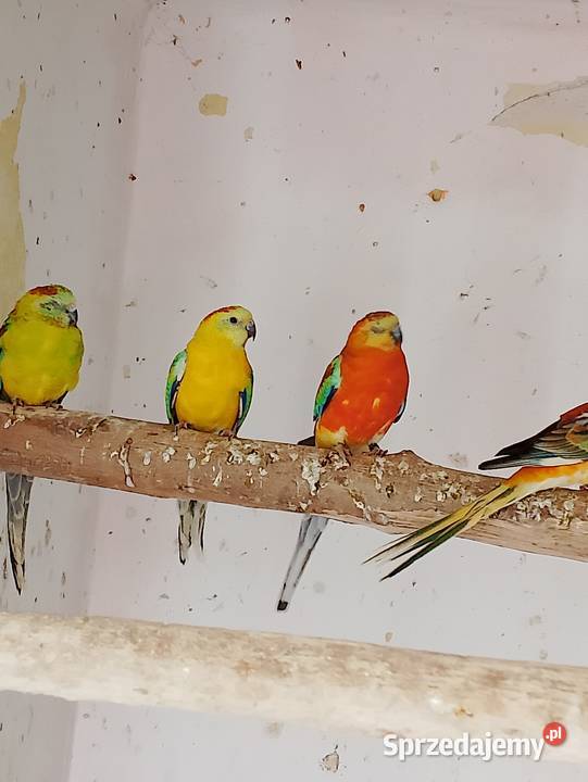 Świergotki różne kolory Strzeleczki