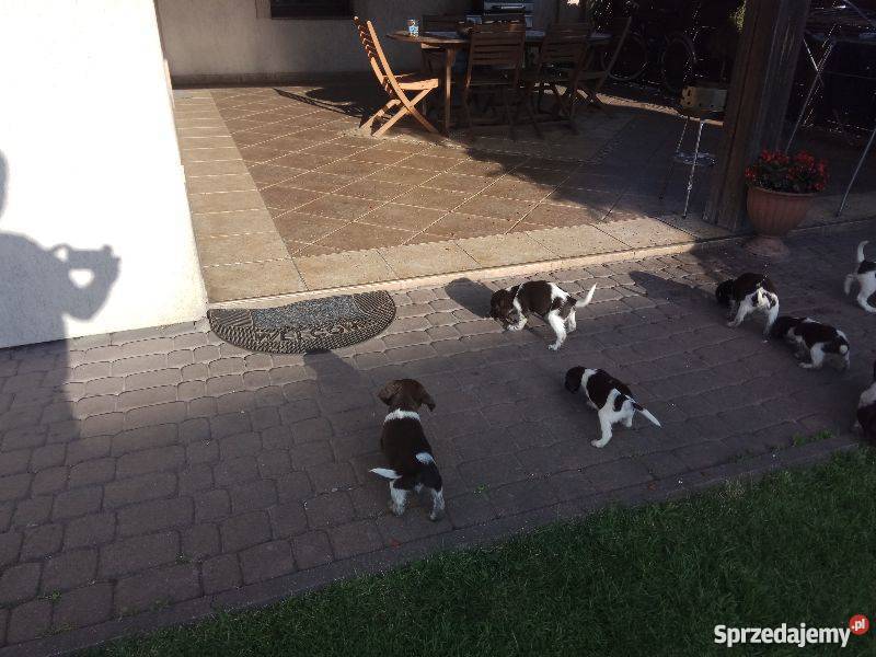 Mały Munsterlander Kazimierza Wielka