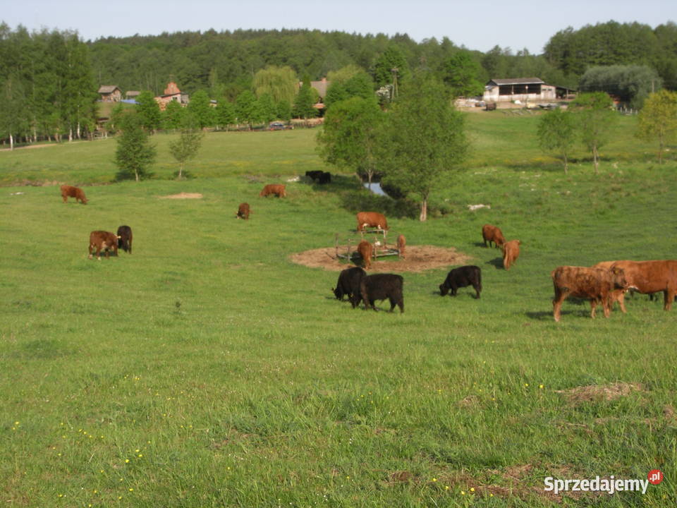 Krowy stado mięsne mieszańce Dźwierzuty sprzedam