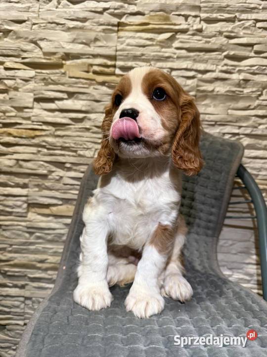 Cudowny piesek Cocker Spaniel Angielski Orange
