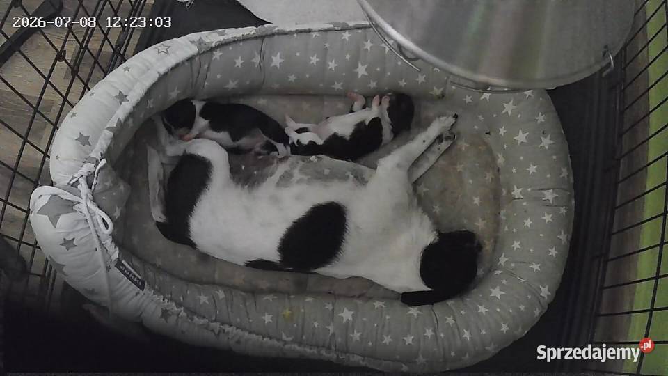 Suczki rasy Chihuahua mazowieckie Płońsk sprzedam