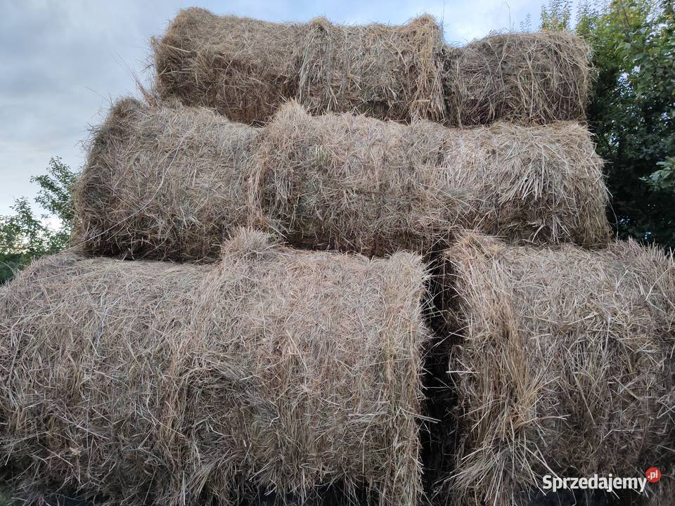 Siano 2024 rozmiar 120x150 Pińczów