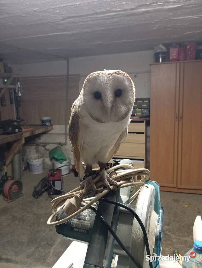 Sowy Płomykówki Tyto alba Ptaki śląskie Żywiec