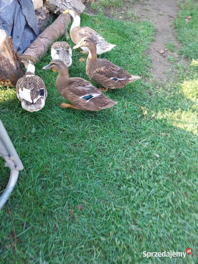 Kaczki staropolskie mix staropolskie khaki Drób i ptactwo Grodzisk