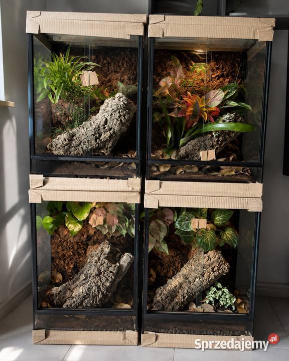 Terrarium 40x40x60 Dąbrowa Górnicza