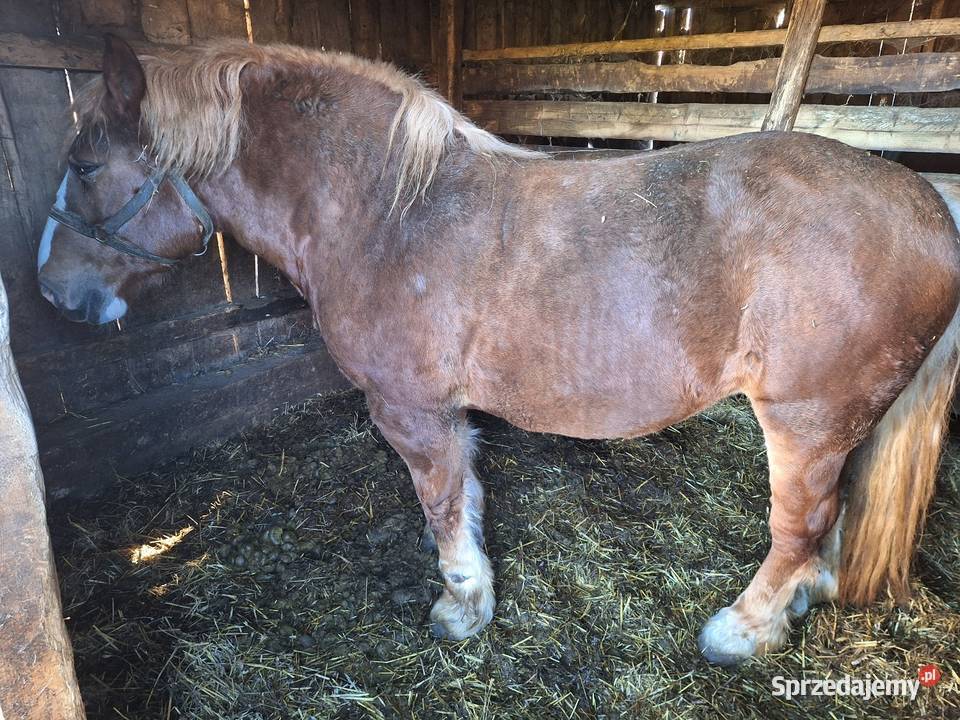 Klacz 3 lata Konie podlaskie