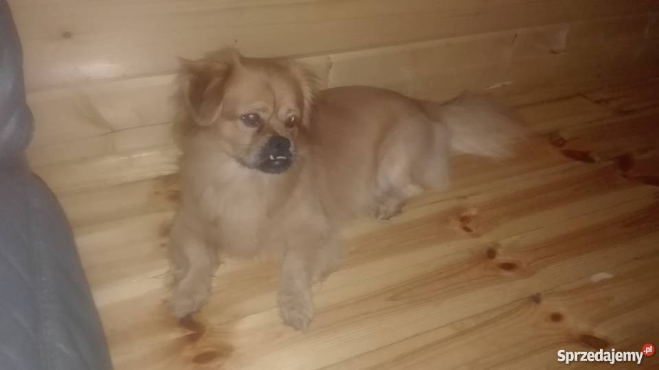 Oddam Pekińczyka Góra Kalwaria