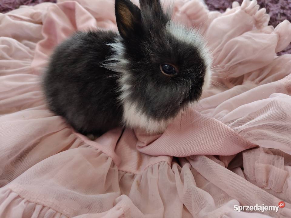 Królik miniaturka karzelek Teddy Mońki sprzedam